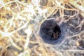 A funnel web spider hiding in it's hole on a summer day. Royalty Free Stock Photo